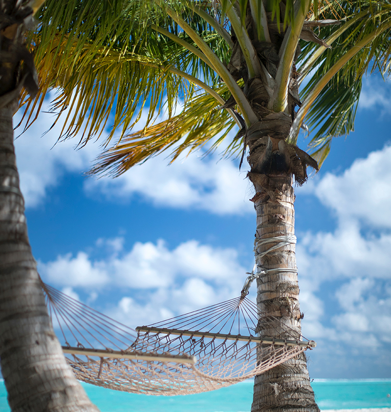 An image of the beach and two palm trees